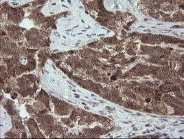 CPA2 Antibody in Immunohistochemistry (Paraffin) (IHC (P))