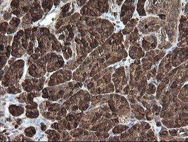 CPA2 Antibody in Immunohistochemistry (Paraffin) (IHC (P))