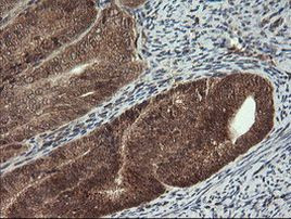 CPA2 Antibody in Immunohistochemistry (Paraffin) (IHC (P))