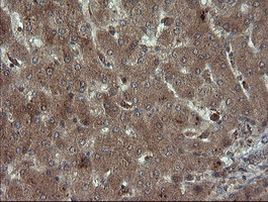 CPA2 Antibody in Immunohistochemistry (Paraffin) (IHC (P))