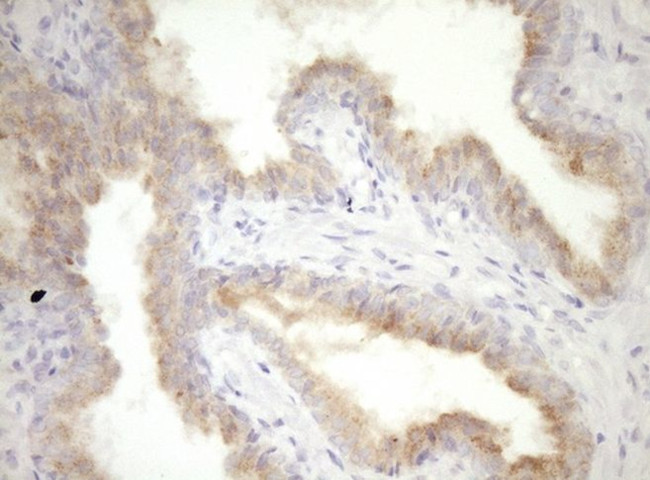 CPM Antibody in Immunohistochemistry (Paraffin) (IHC (P))