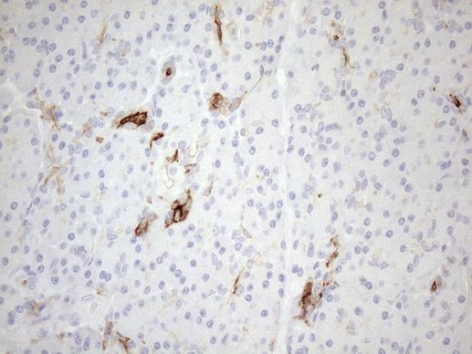 CPM Antibody in Immunohistochemistry (Paraffin) (IHC (P))