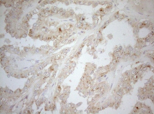 CPM Antibody in Immunohistochemistry (Paraffin) (IHC (P))