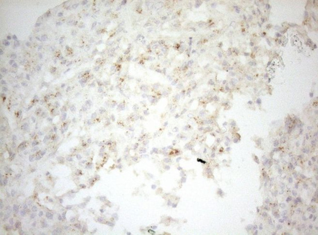 CPM Antibody in Immunohistochemistry (Paraffin) (IHC (P))