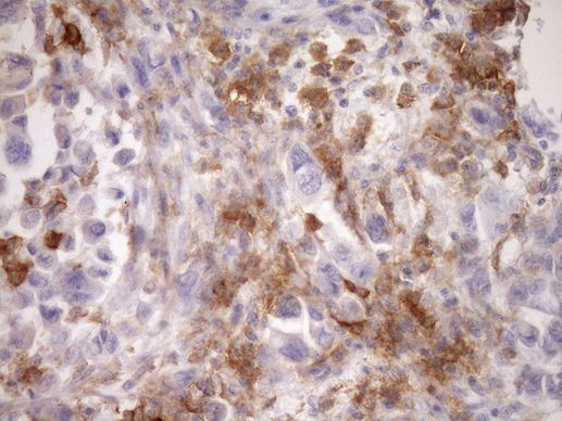 CPM Antibody in Immunohistochemistry (Paraffin) (IHC (P))