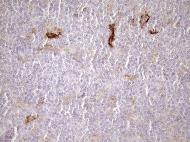 CPM Antibody in Immunohistochemistry (Paraffin) (IHC (P))