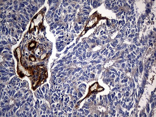 CPM Antibody in Immunohistochemistry (Paraffin) (IHC (P))