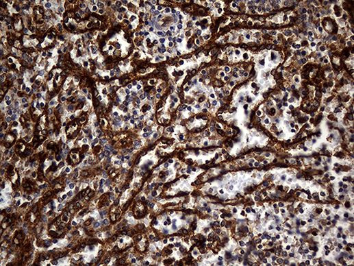 CPM Antibody in Immunohistochemistry (Paraffin) (IHC (P))