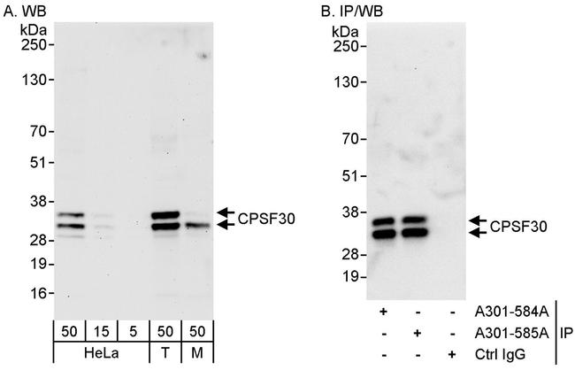 CPSF30 Antibody in Western Blot (WB)