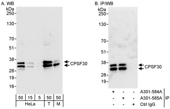 CPSF30 Antibody in Western Blot (WB)