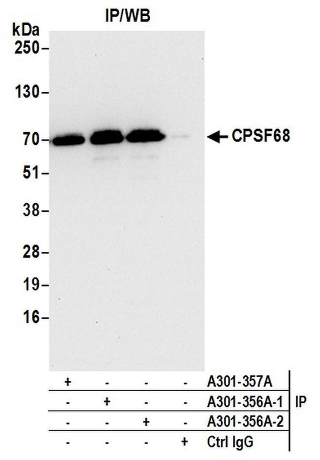 CPSF68 Antibody in Western Blot (WB)