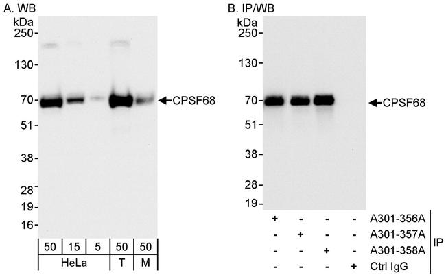 CPSF68 Antibody in Western Blot (WB)