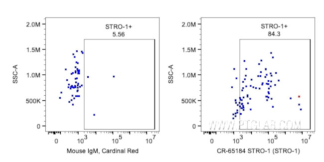 STRO-1 Antibody in Flow Cytometry (Flow)