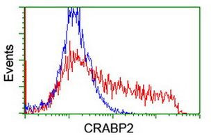 CRABP2 Antibody in Flow Cytometry (Flow)