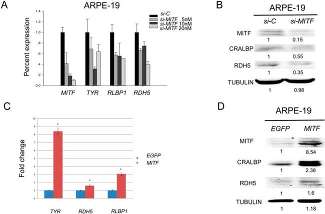 CRALBP Antibody in Western Blot (WB)