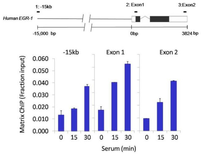 CBP Antibody in ChIP Assay (ChIP)