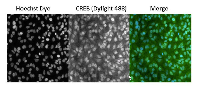 CREB Antibody in Immunocytochemistry (ICC/IF)