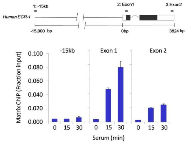 CREB Antibody in ChIP Assay (ChIP)