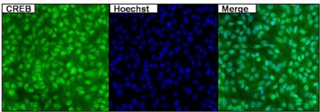 CREB Antibody in Immunocytochemistry (ICC/IF)