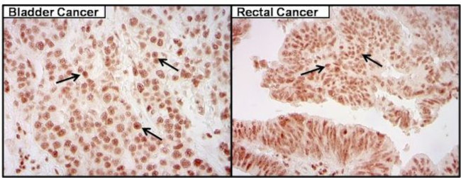 CREB Antibody in Immunohistochemistry (Paraffin) (IHC (P))