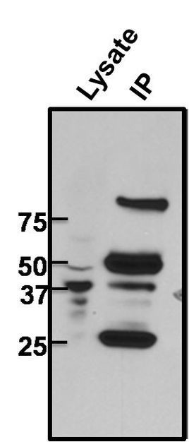 CREB Antibody in Immunoprecipitation (IP)