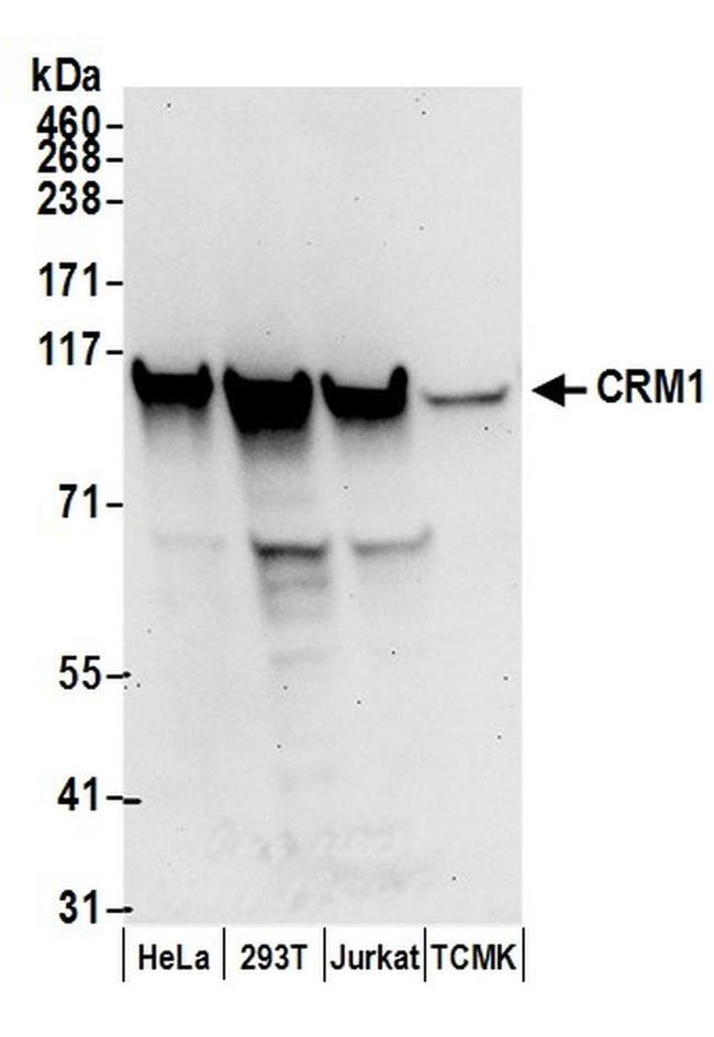 CRM1 Antibody in Western Blot (WB)