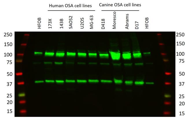 CRM1 Antibody in Western Blot (WB)