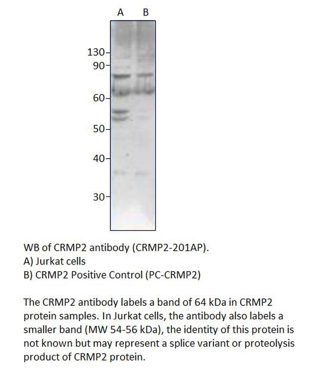 CRMP2 Antibody in Western Blot (WB)