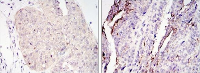 Torc2 Antibody in Immunohistochemistry (Paraffin) (IHC (P))