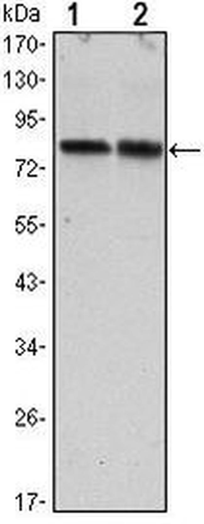 Torc2 Antibody in Western Blot (WB)