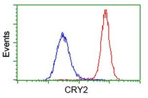 CRY2 Antibody in Flow Cytometry (Flow)