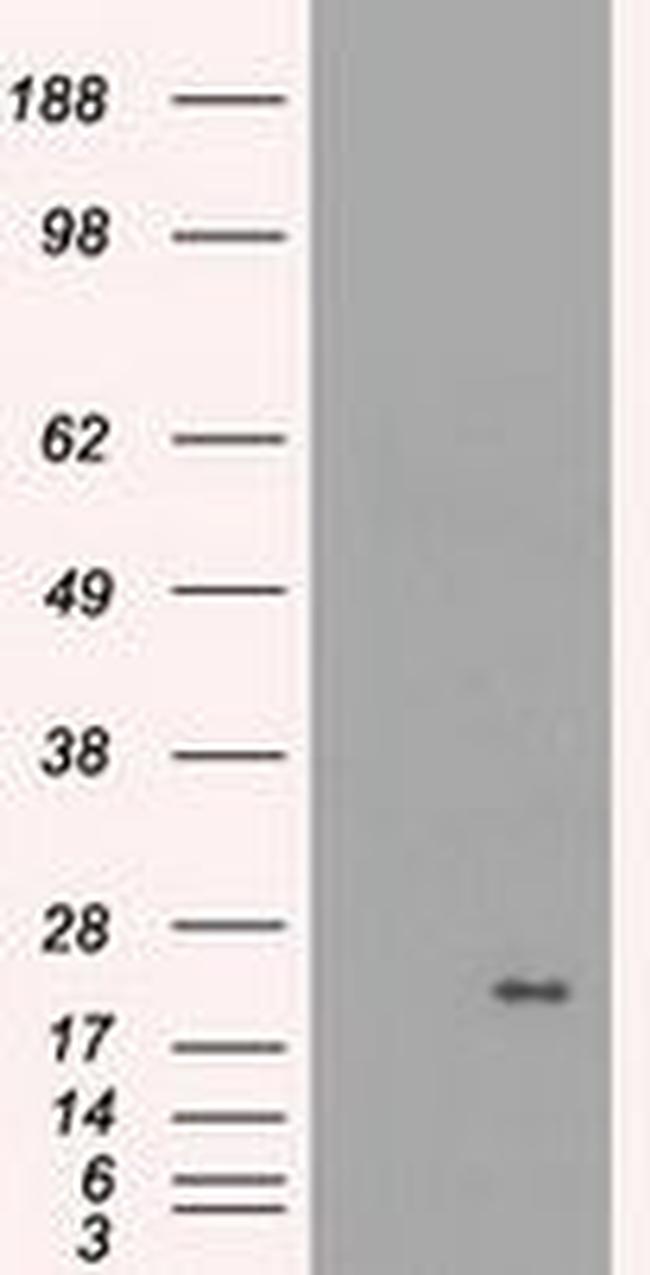 CRYAB Antibody in Western Blot (WB)