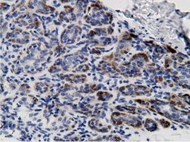 CRYM Antibody in Immunohistochemistry (Paraffin) (IHC (P))