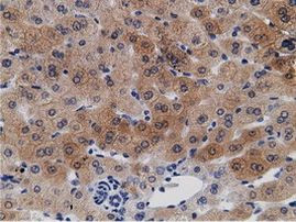 CRYM Antibody in Immunohistochemistry (Paraffin) (IHC (P))