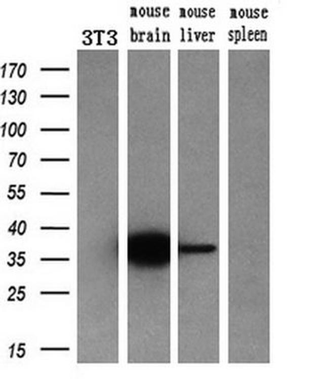 CRYM Antibody in Western Blot (WB)