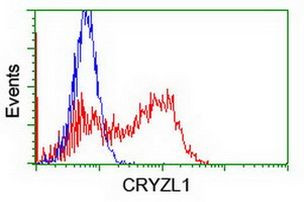 CRYZL1 Antibody in Flow Cytometry (Flow)