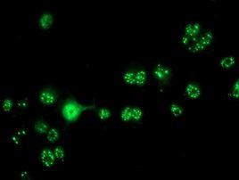 CRYZL1 Antibody in Immunocytochemistry (ICC/IF)