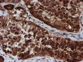 CRYZL1 Antibody in Immunohistochemistry (Paraffin) (IHC (P))