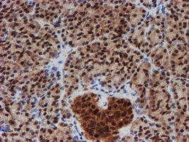 CRYZL1 Antibody in Immunohistochemistry (Paraffin) (IHC (P))