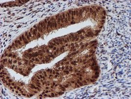 CRYZL1 Antibody in Immunohistochemistry (Paraffin) (IHC (P))