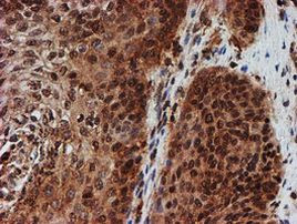 CRYZL1 Antibody in Immunohistochemistry (Paraffin) (IHC (P))