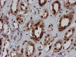 CRYZL1 Antibody in Immunohistochemistry (Paraffin) (IHC (P))