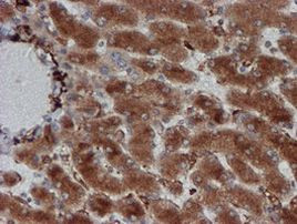 CRYZL1 Antibody in Immunohistochemistry (Paraffin) (IHC (P))