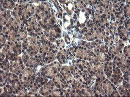 CRYZL1 Antibody in Immunohistochemistry (Paraffin) (IHC (P))