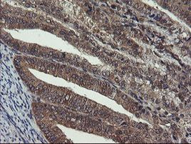 CRYZL1 Antibody in Immunohistochemistry (Paraffin) (IHC (P))