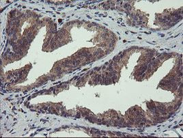 CRYZL1 Antibody in Immunohistochemistry (Paraffin) (IHC (P))