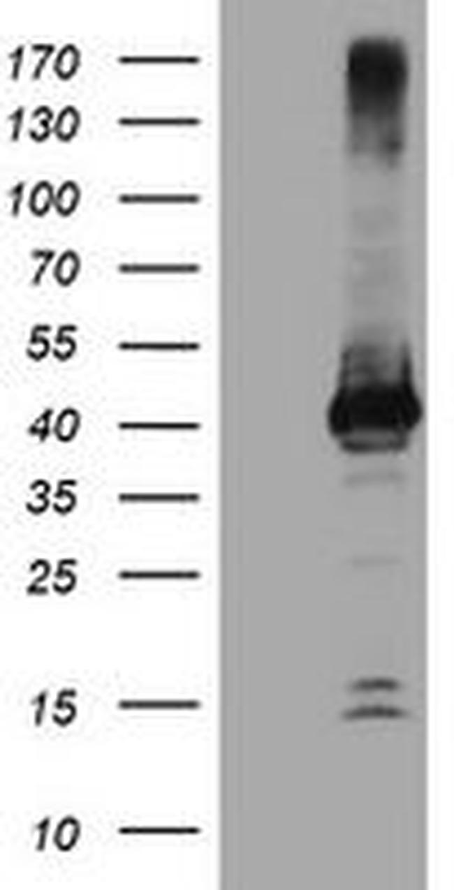 CRYZL1 Antibody in Western Blot (WB)