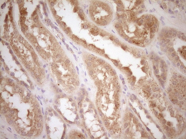 CSF1 Antibody in Immunohistochemistry (Paraffin) (IHC (P))