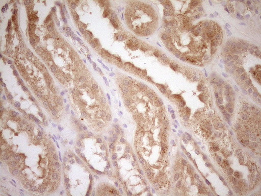 CSF1 Antibody in Immunohistochemistry (Paraffin) (IHC (P))