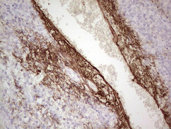 CSF1 Antibody in Immunohistochemistry (Paraffin) (IHC (P))